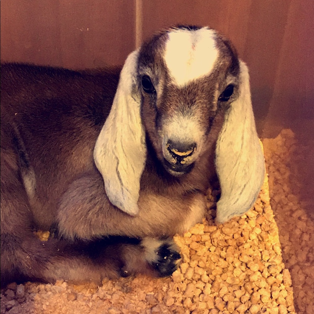 Meet your Posher, Hannah